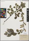 Foto von Salix myrsinifolia Salisb.